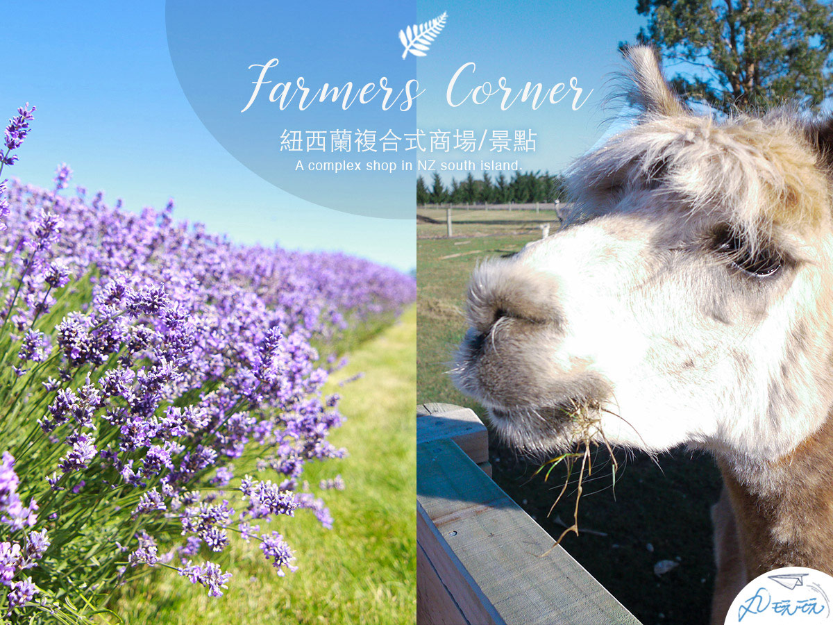 紐西蘭景點｜Farmers Corner免費看羊駝和薰衣草農場，更是超齊全伴手禮商場