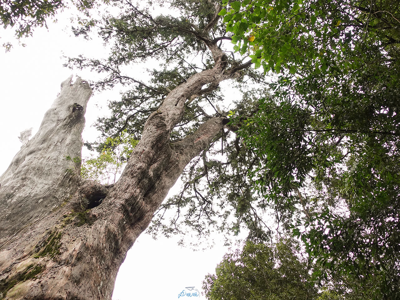 北得拉曼巨木